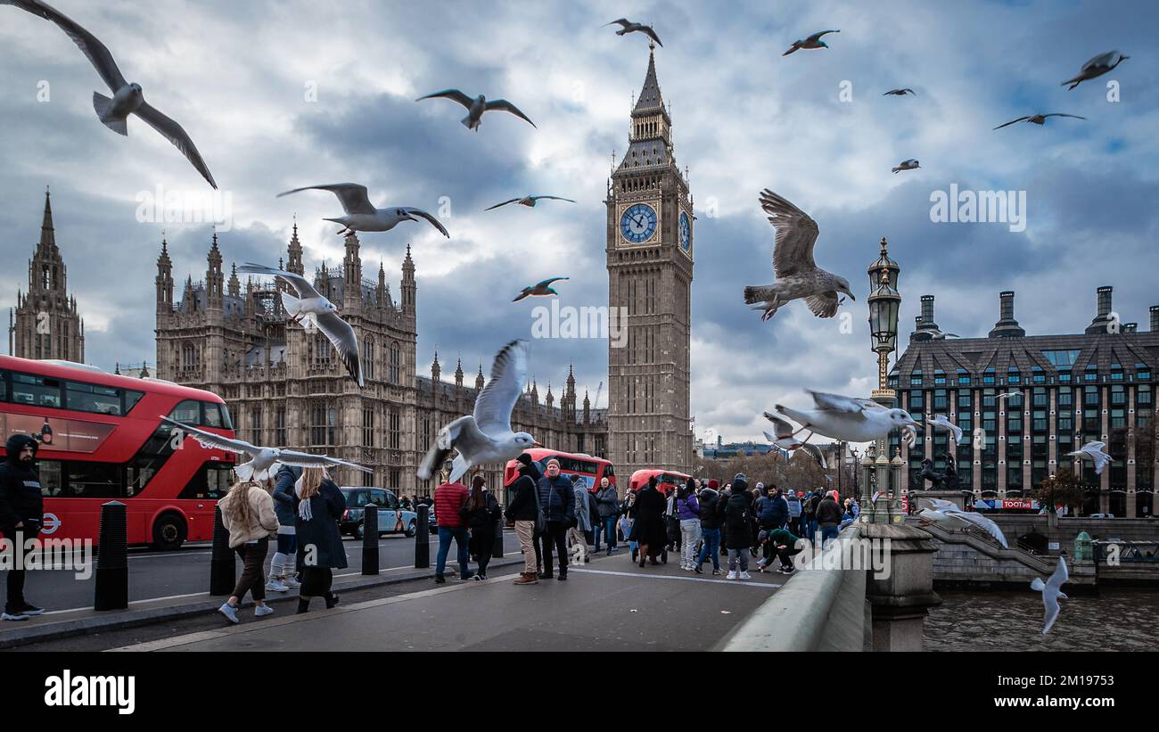 Birds fly low over Westminster Bridge hoping to scoop some food from the tourists. Stock Photo