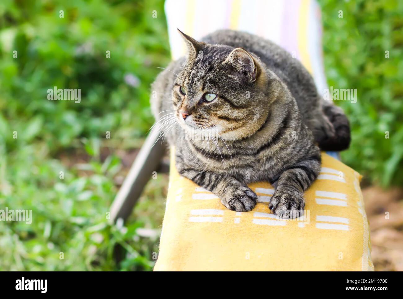 Domestic cat lying on the bench in summer garden Stock Photo - Alamy