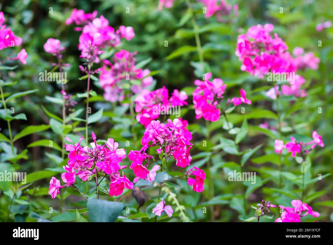 Beautiful bright garden purple phlox flowers in flowering season. Stock Photo