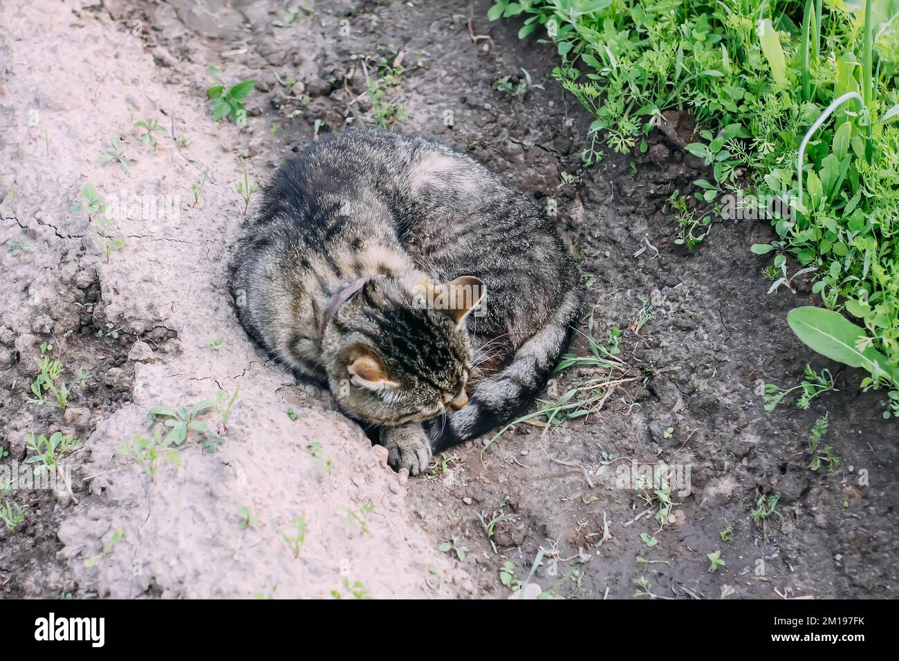 Cat sleeping in garden wall hi-res stock photography and im…