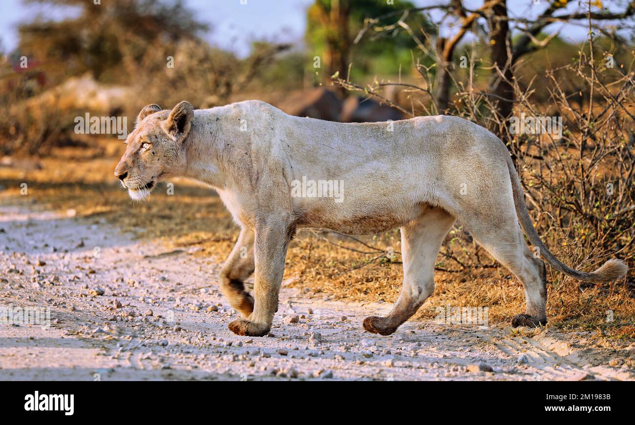 Rare white lioness at Kruger NP, South Africa Stock Photo