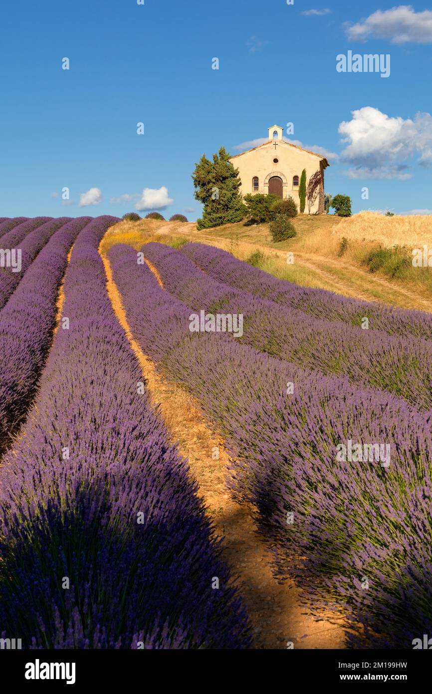 Summer in Provence with lavender fields and Entrevennes chapel in Alpes-de-Haute-Provence, France Stock Photo