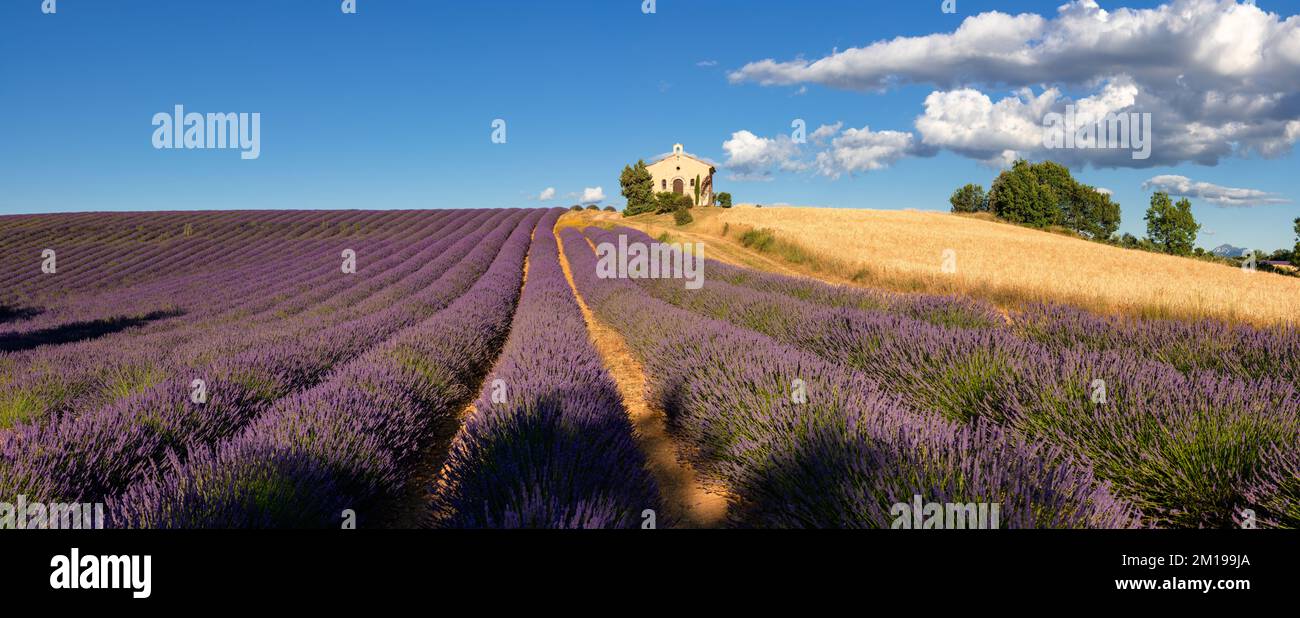 Provence in Summer with panoramic view of lavender and wheat fields. Entrevennes chapel in the Alpes-de-Haute-Provence, France Stock Photo