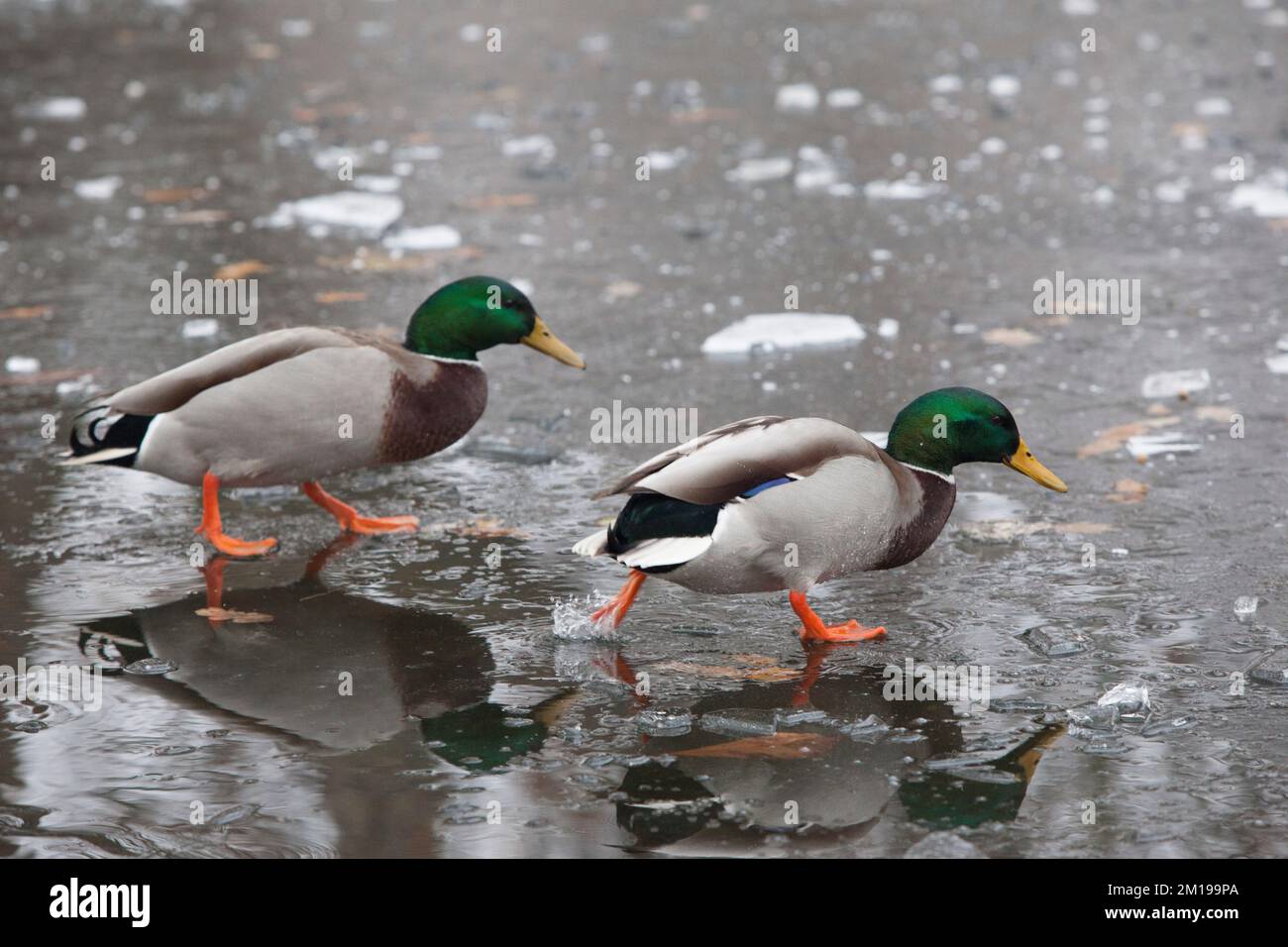 London, UK, 11 December 2022: Freezing temperatures have brought thick fog and an unusually hard frost to London. On Wandsworth Common ducks slip and slide on an icy pond. Anna Watson/Alamy Live News Stock Photo