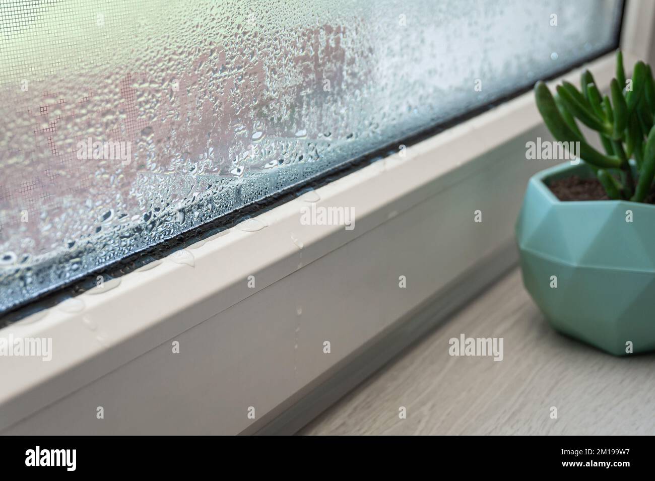 Close-up of condensation on PVC window, white plastic window, houseplant on the background, selective focus. Indoor plants and humidity concept. Stock Photo