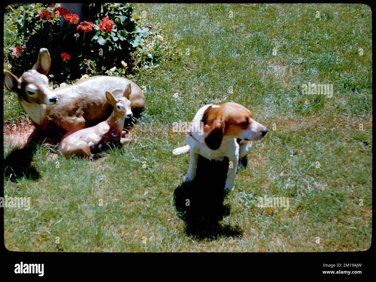 Tinker , Dogs. Edmund L. Mitchell Collection Stock Photo