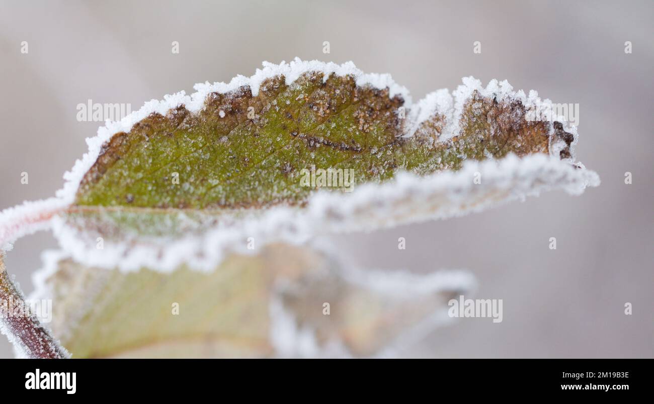 Winter weather concept - Hoar Frost covering plant leaf Stock Photo