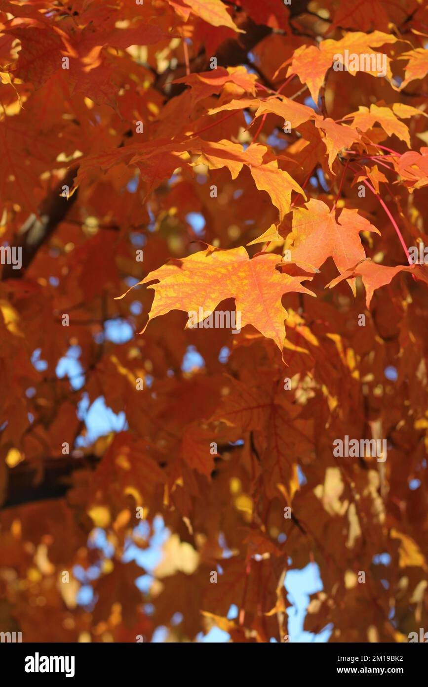 Bright orange autumn leaves growing on the maple tree branches Stock ...