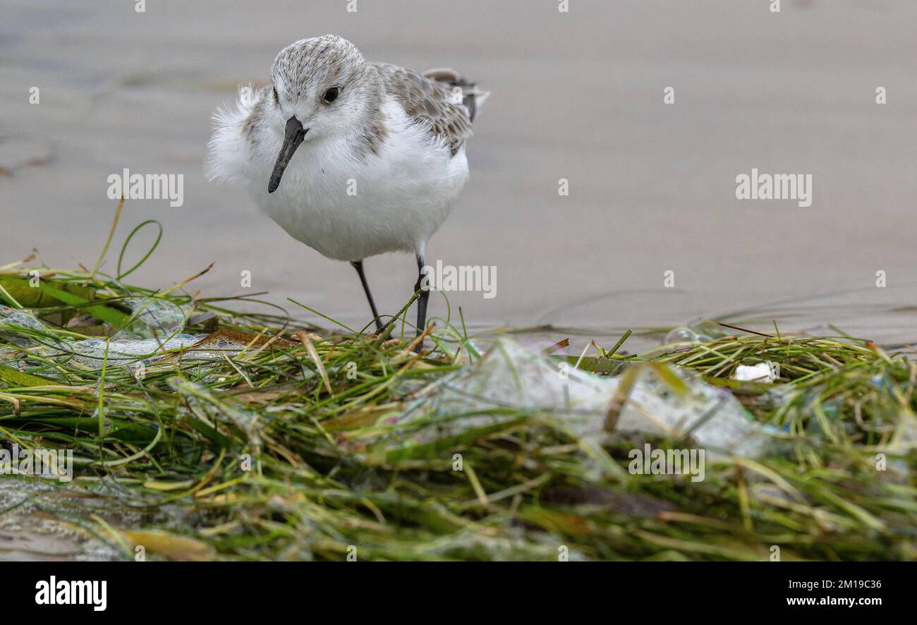 Sanderling, Calidris alba, feeding among washed up eel-grass on sandy beach in winter, after storms. Stock Photo