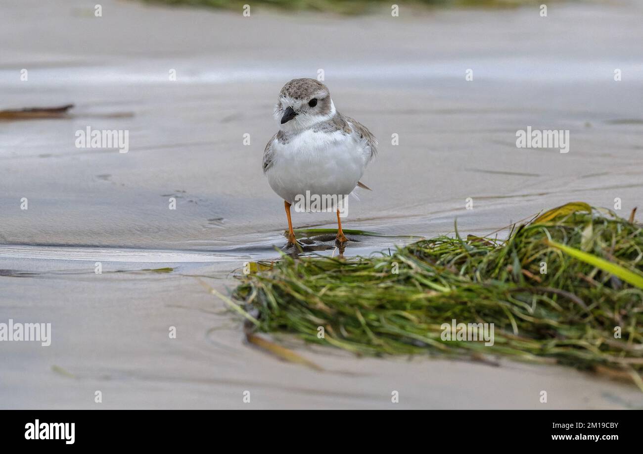 Piping plover, Charadrius melodus, feeding among washed up eel-grass on sandy beach in winter, after storms. Stock Photo