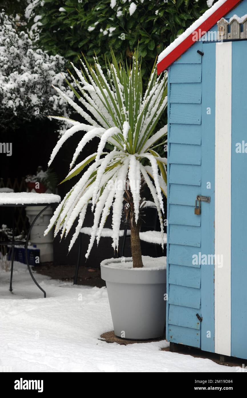 CORDYLINE PLANT IN POT IN SNOWY WINTER CONDITIONS RE CARE GARDENING DISEASE HARDY FROST FROSTY ICE ETC UK Stock Photo