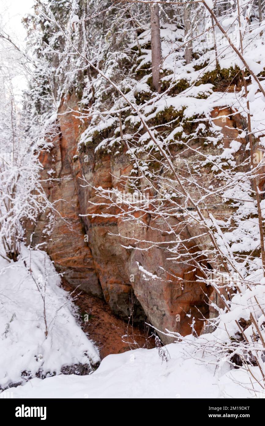 Cold winter day in the forest. Landscape with frozen plants, trees and ...
