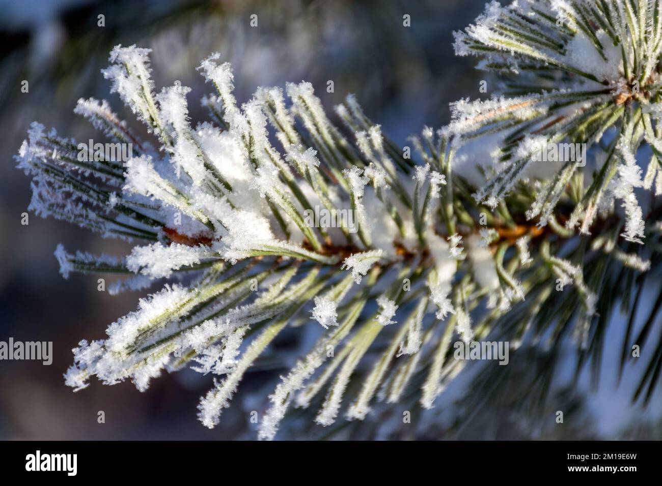 Frost covered branches of pine tree in winter fog through which morning ...