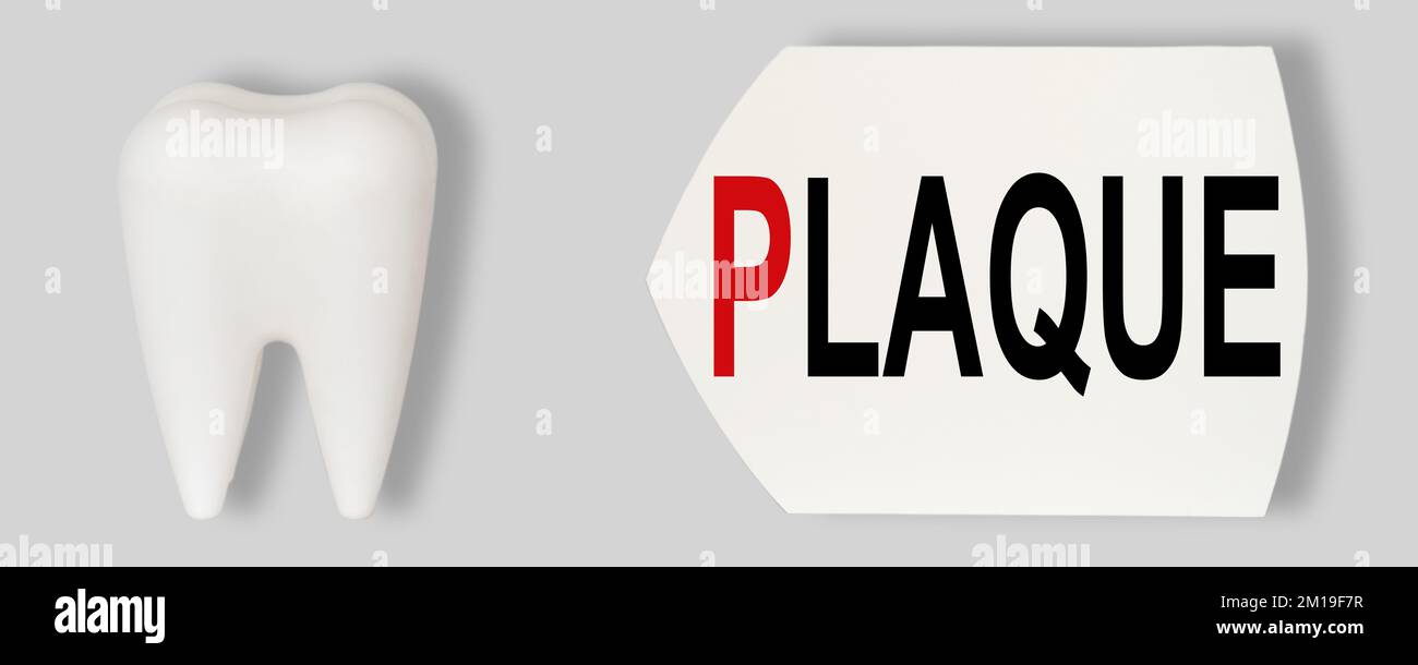 Medical, dental concept. Prevention of dental diseases. Plastic model