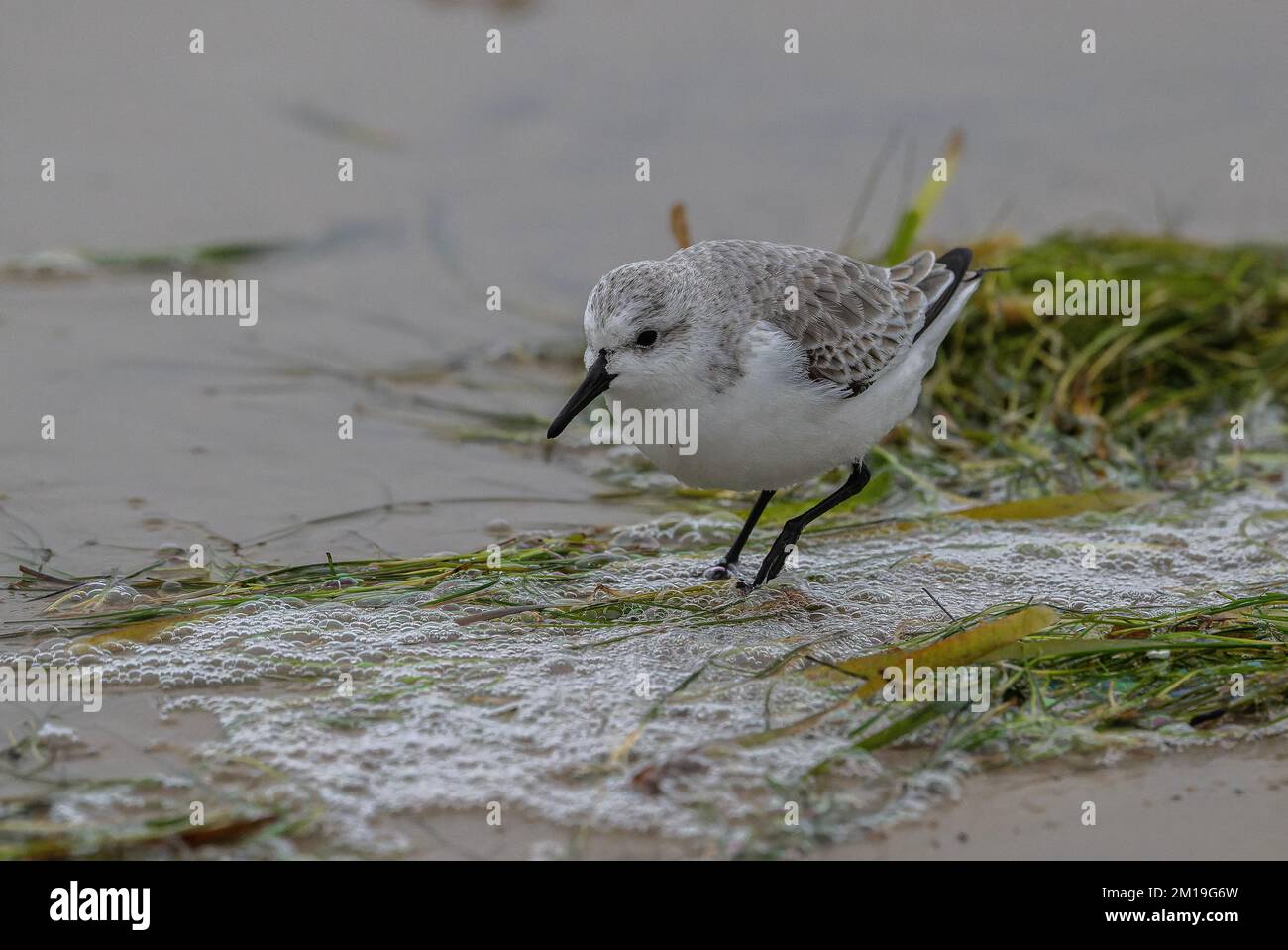 Sanderling, Calidris alba, feeding among washed up eel-grass on sandy beach in winter, after storms. Stock Photo