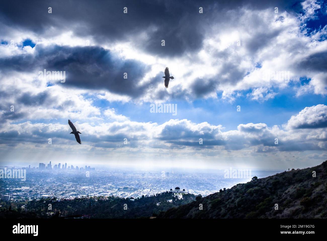 Striking view of birds silhouetted above downtown Los Angeles, CA, taken from Griffith Park; Griffith Observatory is at lower center, right. Stock Photo