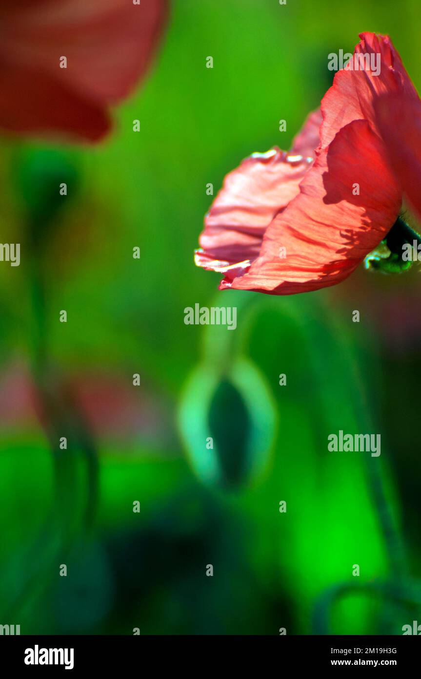 Blossom poppy flower hi-res stock photography and images - Alamy