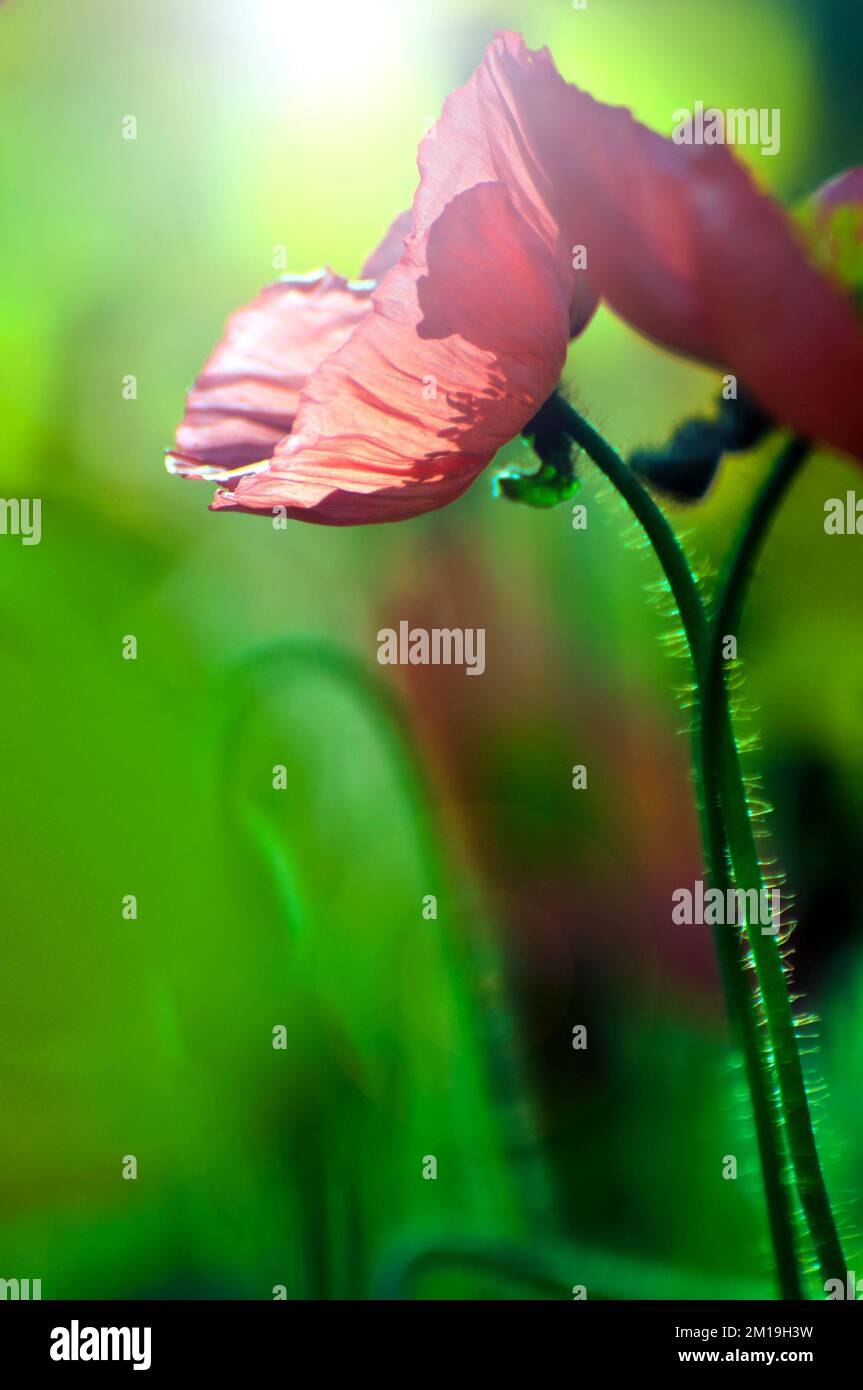 Blossom poppy flower hi-res stock photography and images - Alamy