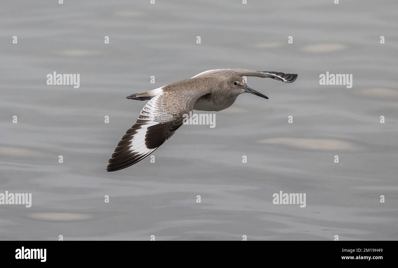 Willet, Tringa semipalmata, in flight over shallow lagoon, in winter. Stock Photo
