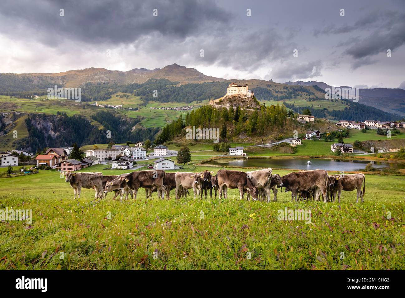 Cows herding and Idyllic Scuol Tarasp village, Engadine, Swiss Alps