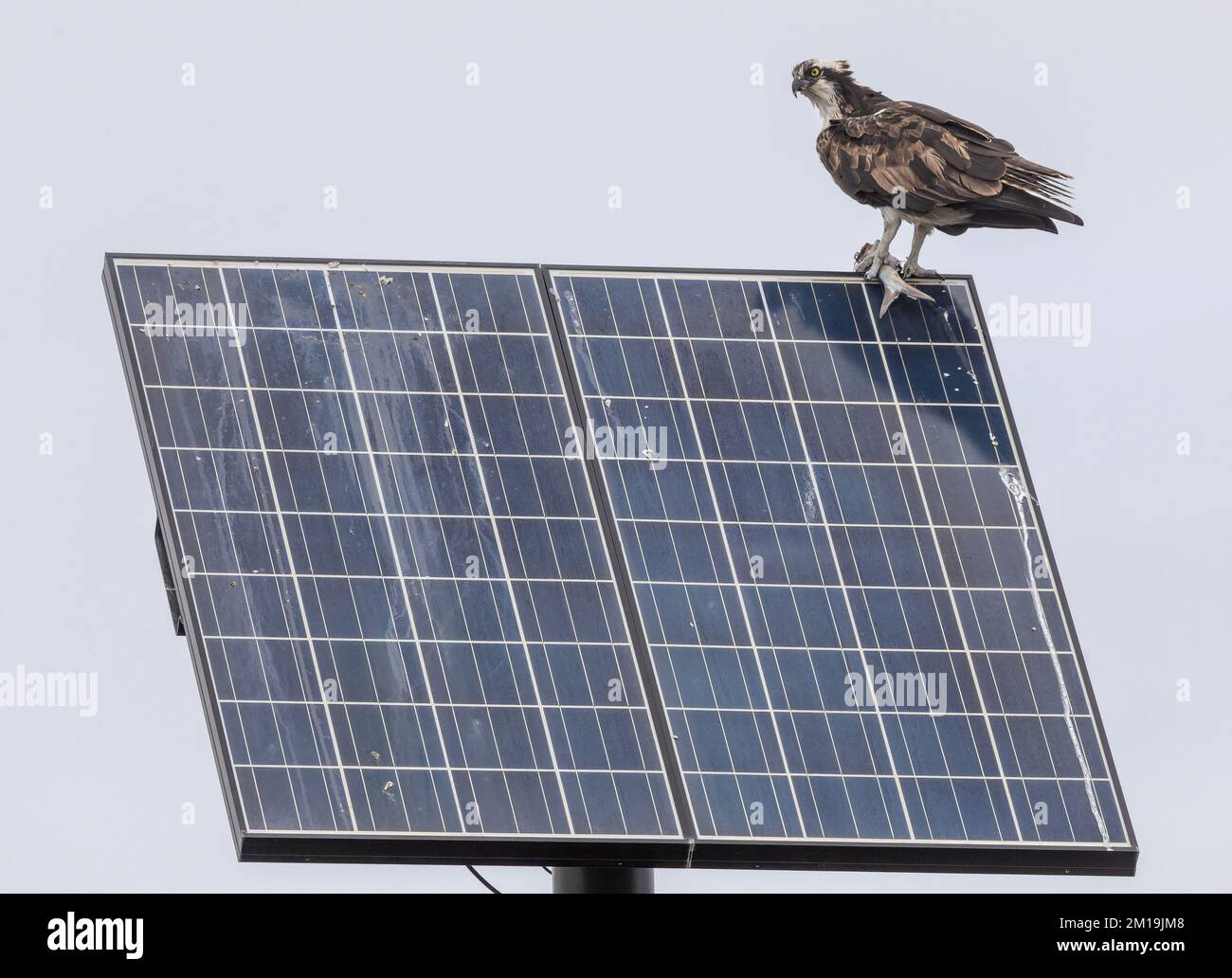 Osprey, Pandion haliaetus, with prey, perched on solar panel array. South Padre, Texas. Stock Photo