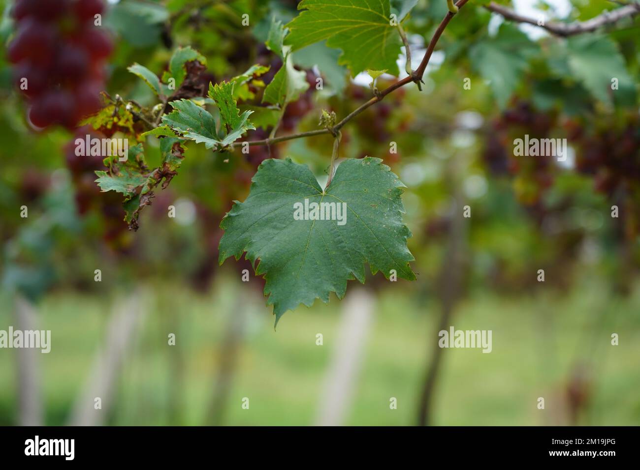 closeup picture of green leaf of a grape in a vineyard  Stock Photo
