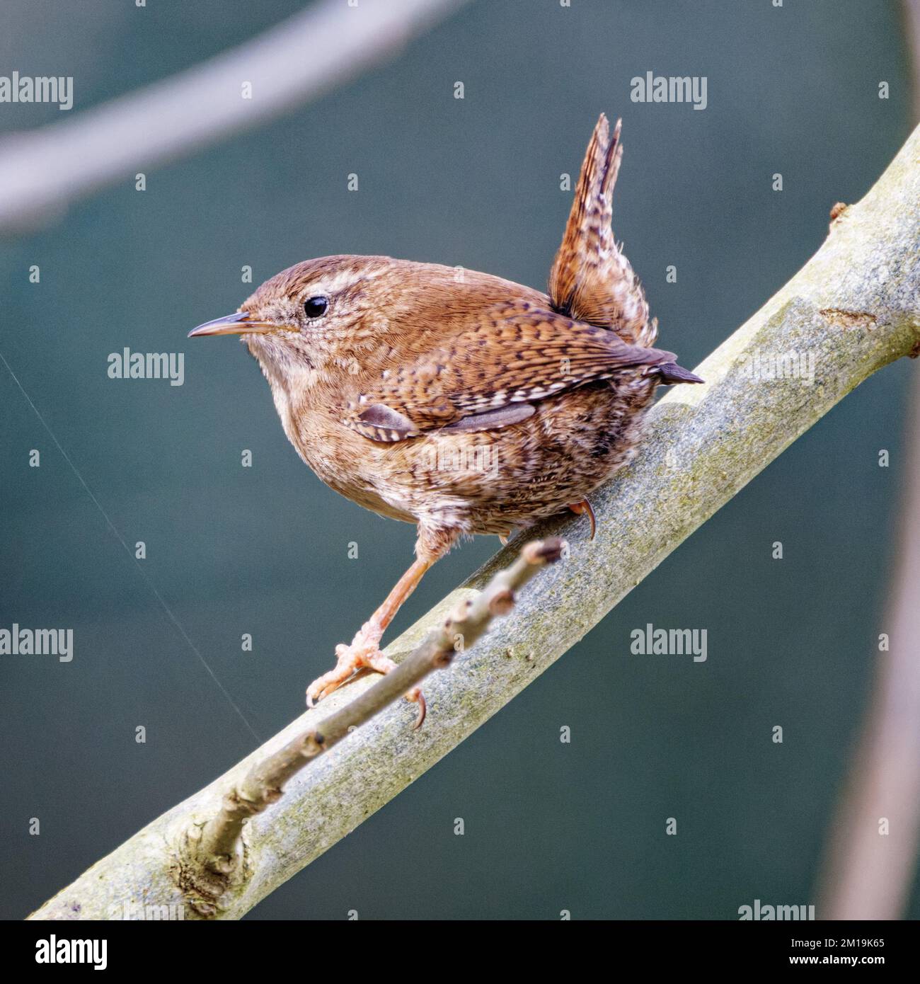 Wren perched on tree branch Stock Photo