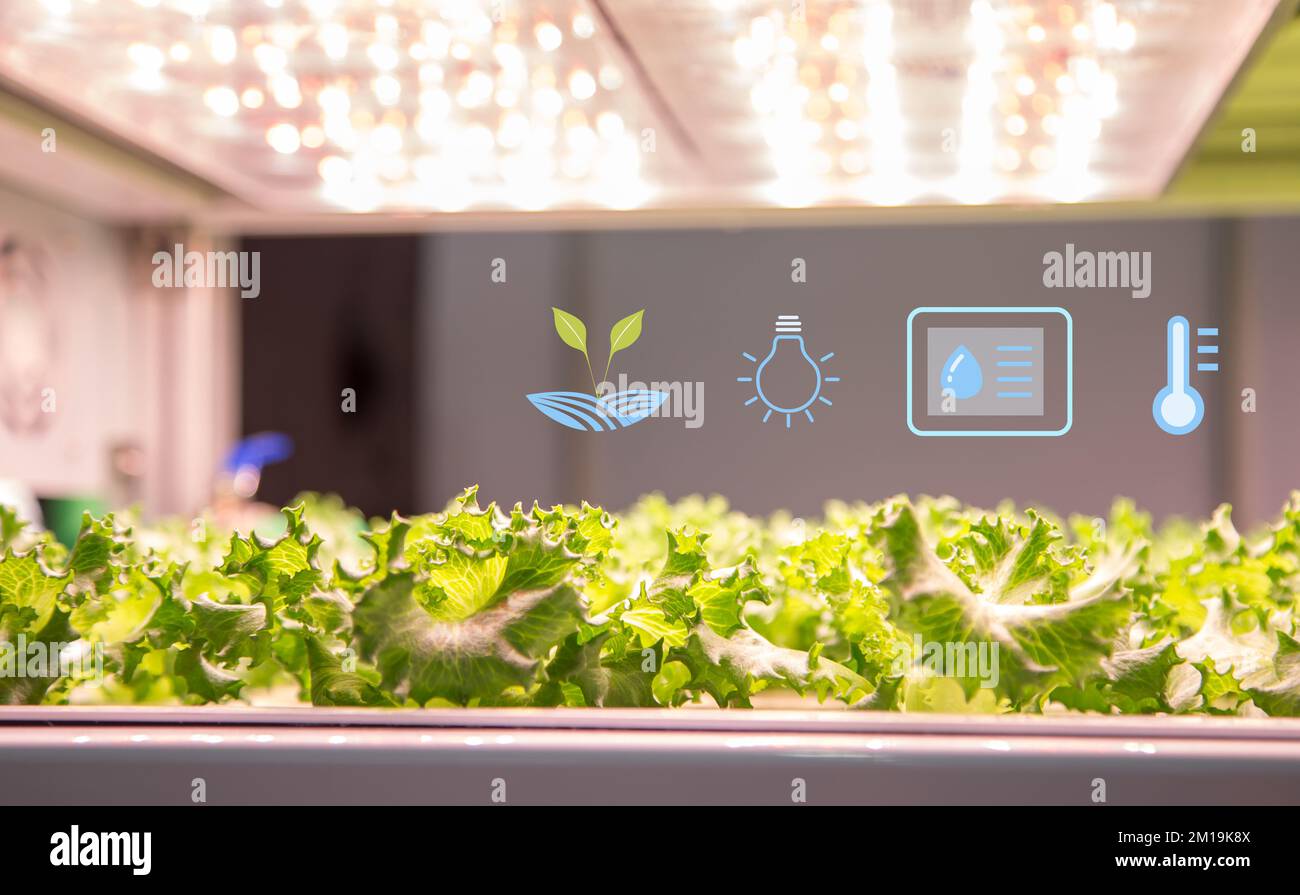 Hydroponics system. Vegetable grow with artificial LED lighting in indoor vertical gardening. Hydroponic illustration symbols. Stock Photo