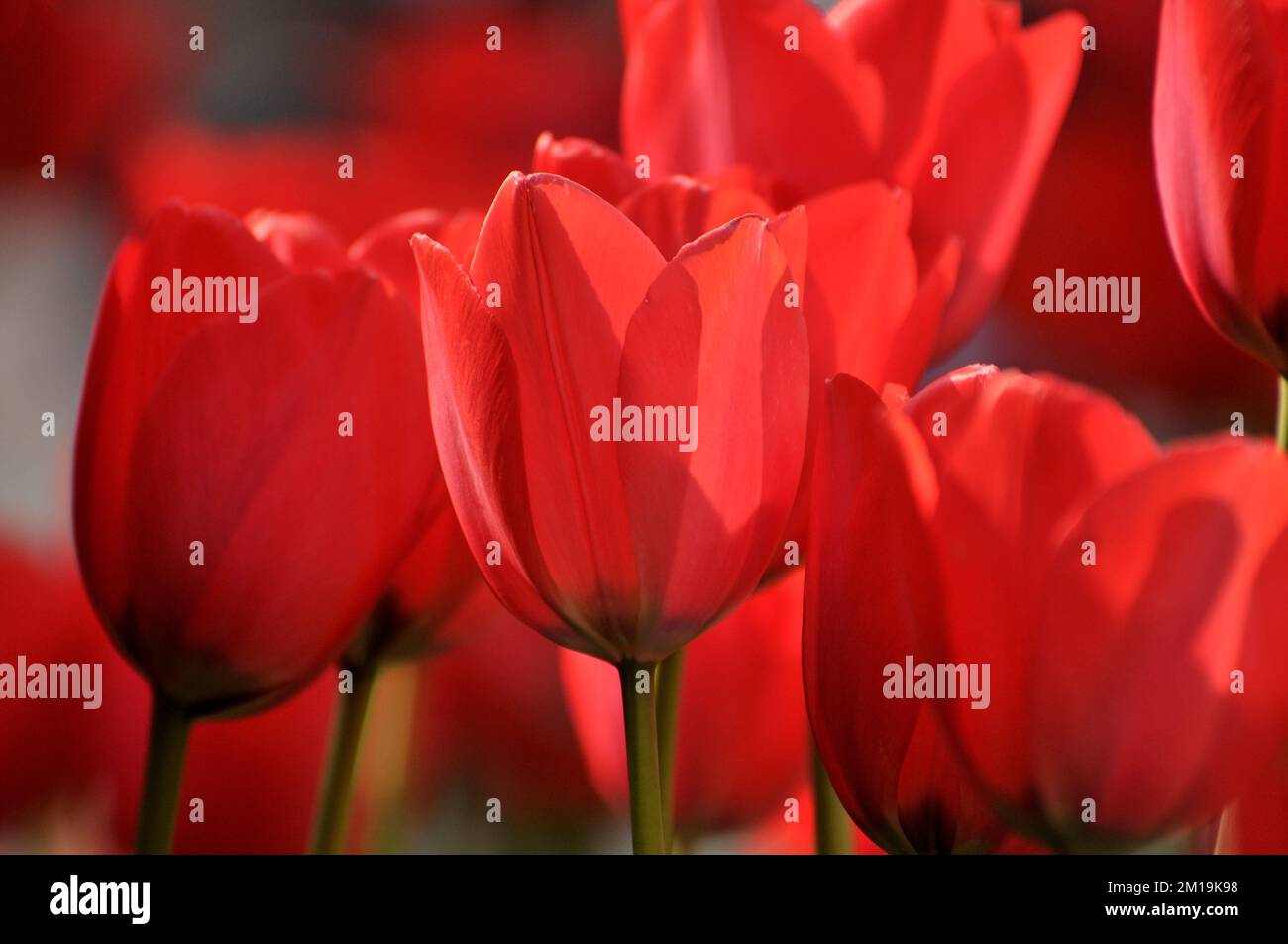 blossoming tulips in spring Stock Photo