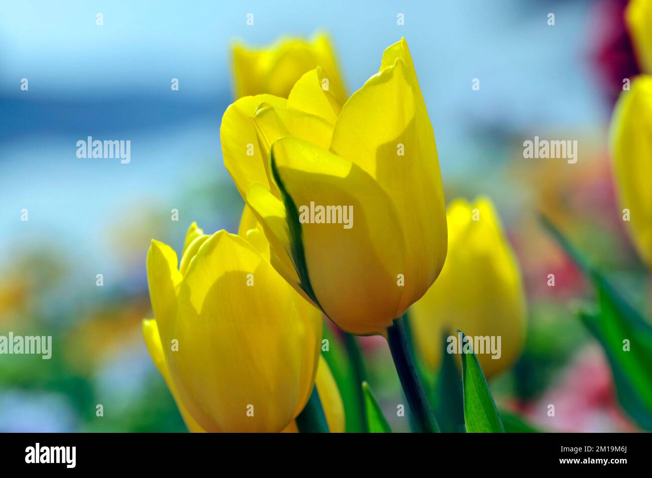 blossoming tulips in spring Stock Photo