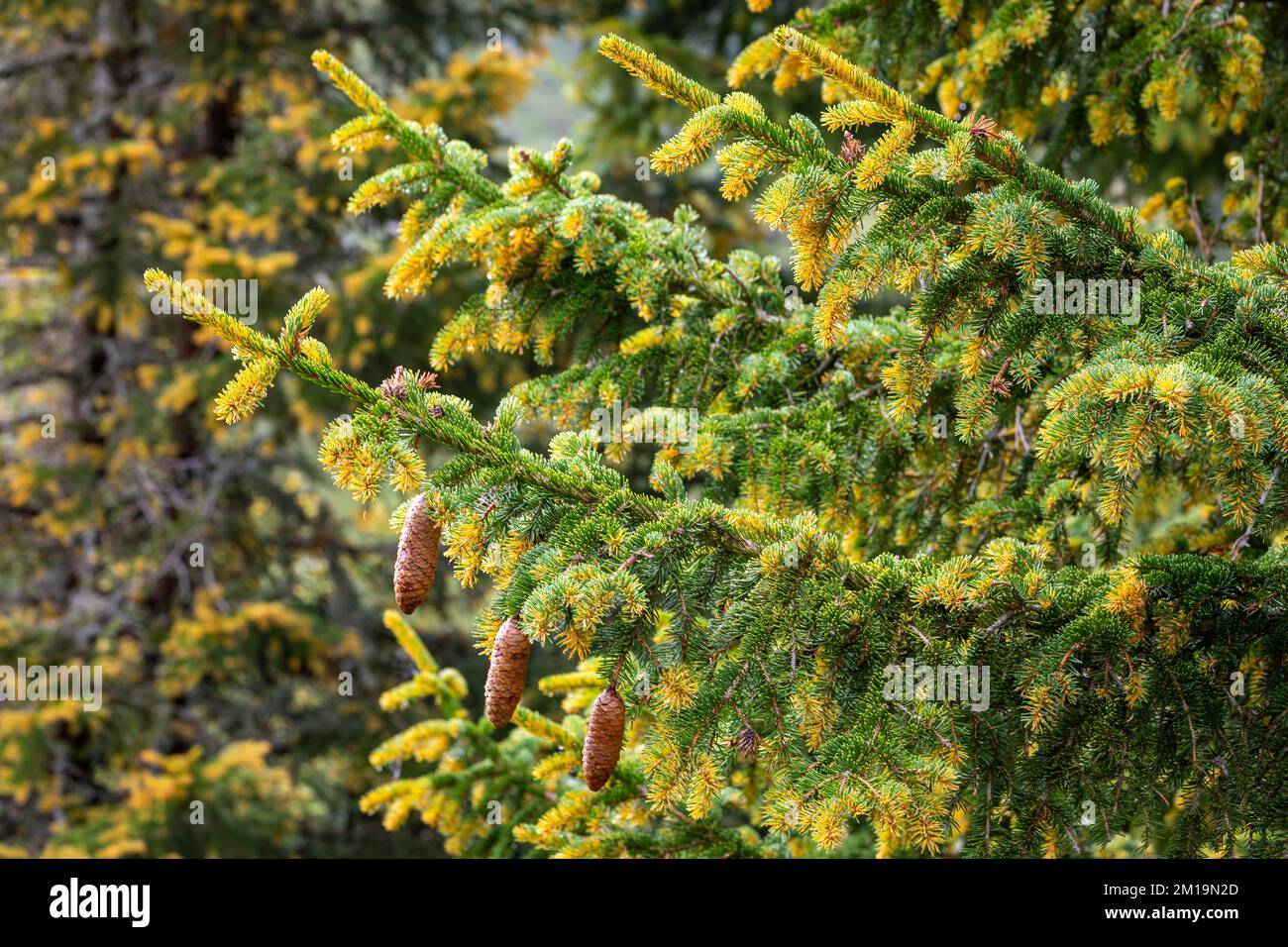 Pinus mugo close up of pine tree branch in swiss alps, Switzerland Stock Photo