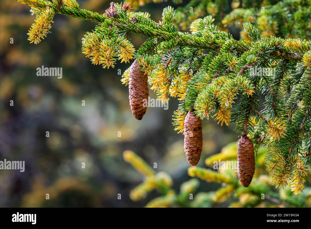 Pinus mugo close up of pine tree branch in swiss alps, Switzerland Stock Photo