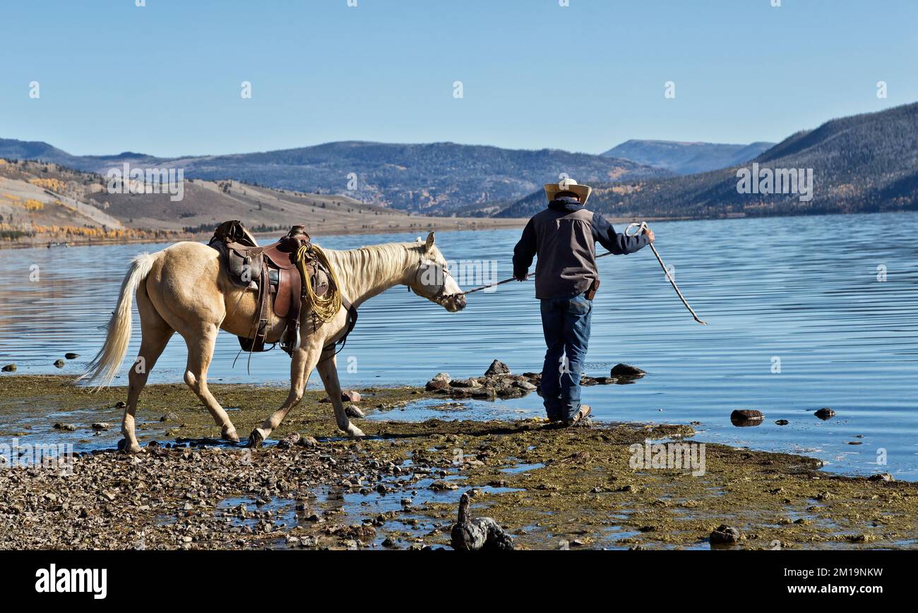 Cattle Rancher leading 'Quarter' horse to water, gathering cows from summer grazing grounds, Fish Lake, Wasatch Mountain Range, Utah. Stock Photo