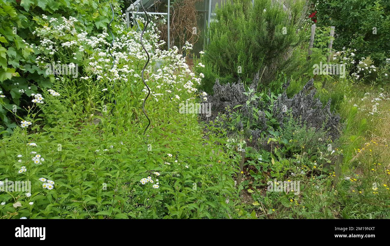 Overgrown flora hi-res stock photography and images - Alamy
