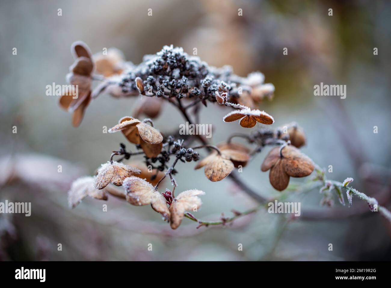 the FROST set main image 1