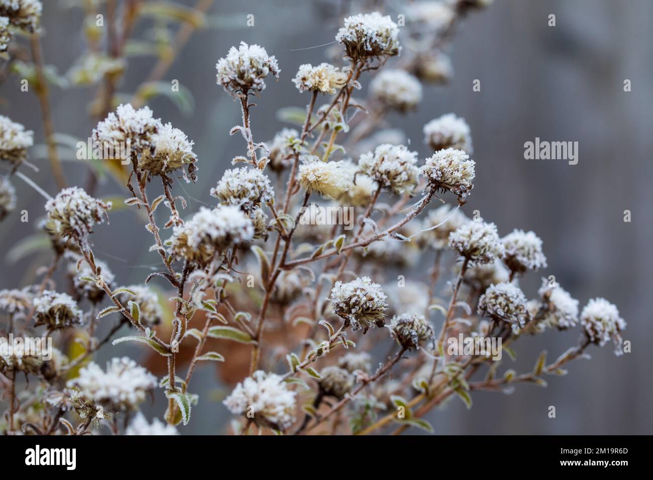 Frost set on plants in the garden Stock Photo Alamy