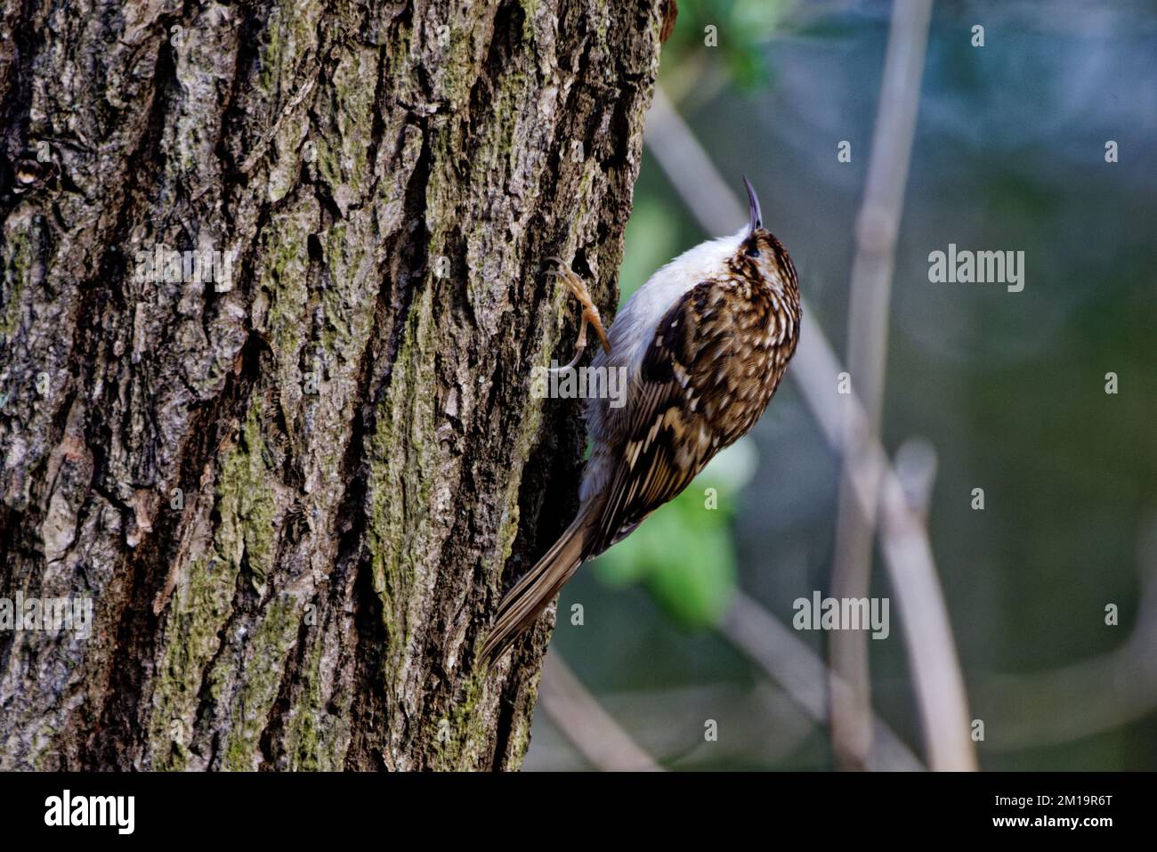 Tree Creeper foraging insects on tree bark Stock Photo