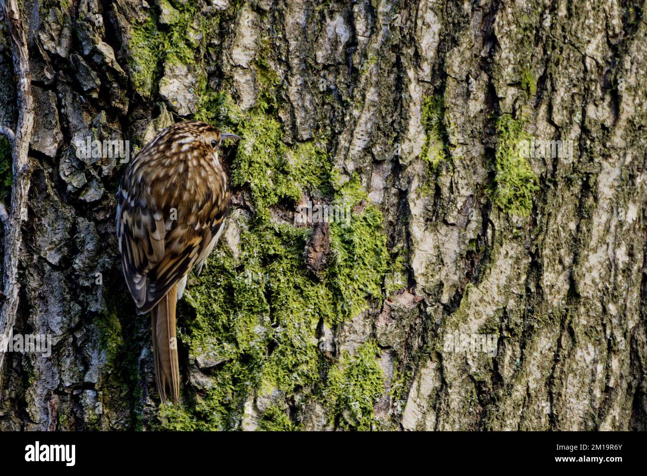 Tree Creeper foraging for insects on tree bark Stock Photo