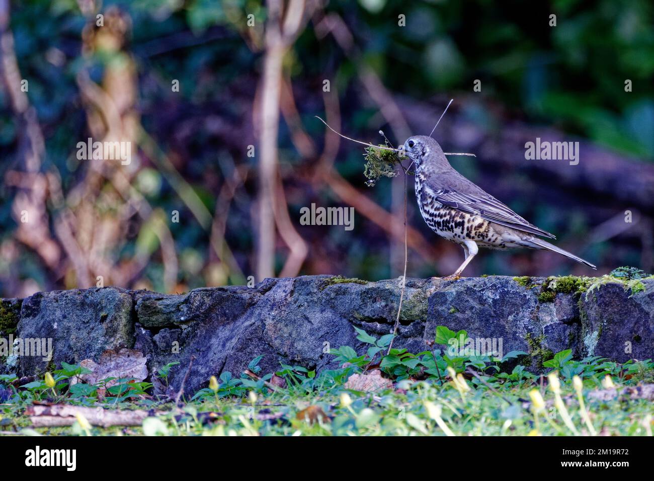 Mistle Thrush perched on wall holding nesting materials in its bill Stock Photo
