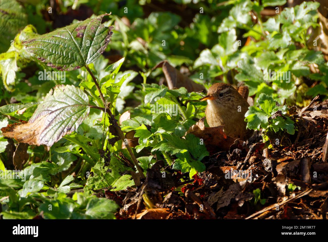 Wren (Troglodytes troglodytes) foraging on ground Stock Photo