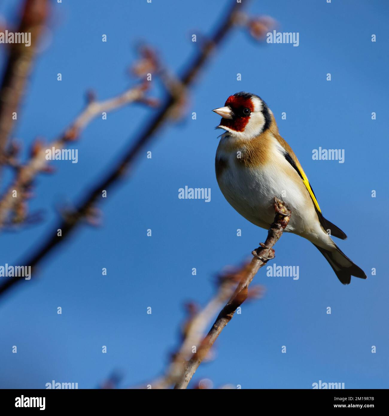 European Goldfinch perched on tip of a branch against a blue sky background Stock Photo