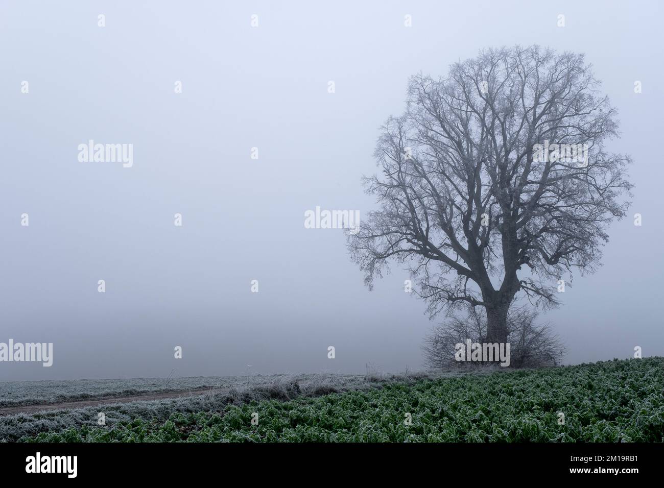 Morning fog on the countryside |  Brouillard matinal sur les campagnes et les routes de campagnes Stock Photo