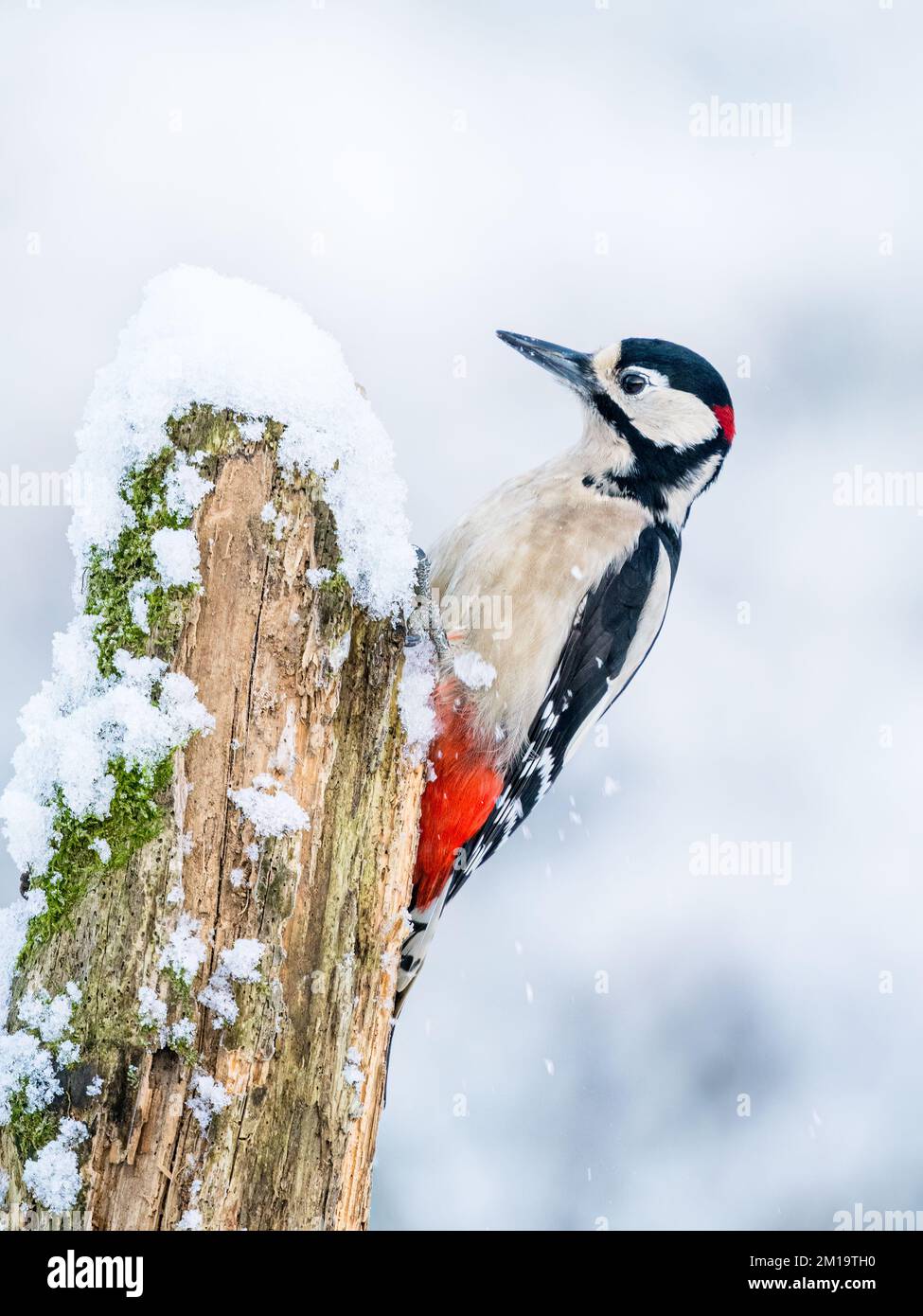 A great-spotted woodpecker in a snowy winter in mid Wales Stock Photo