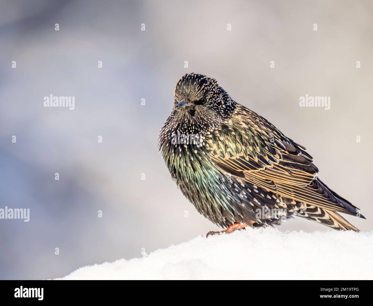 A starling in a snowy winter in mid Wales Stock Photo