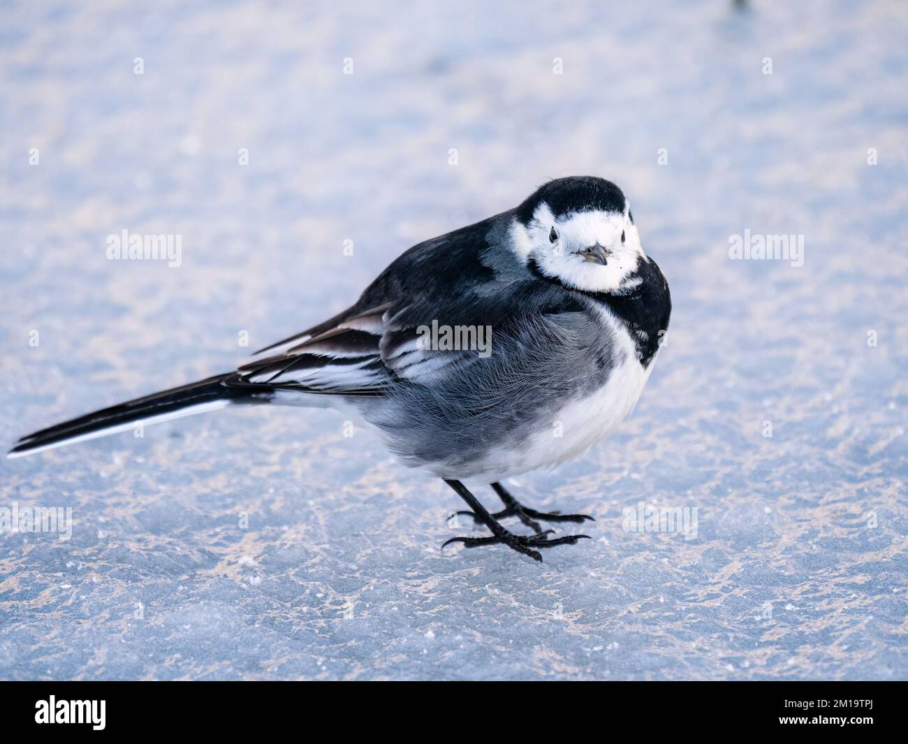 A pied wagtail on a frozen garden pond in a snowy winter in mid Wales Stock Photo