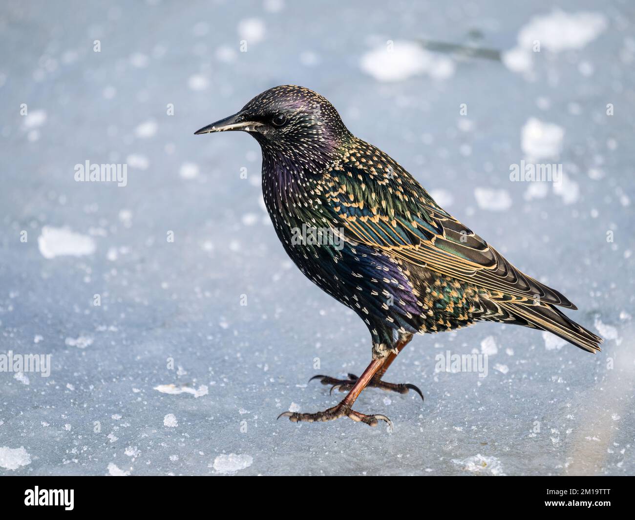 A starling in a snowy winter in mid Wales Stock Photo