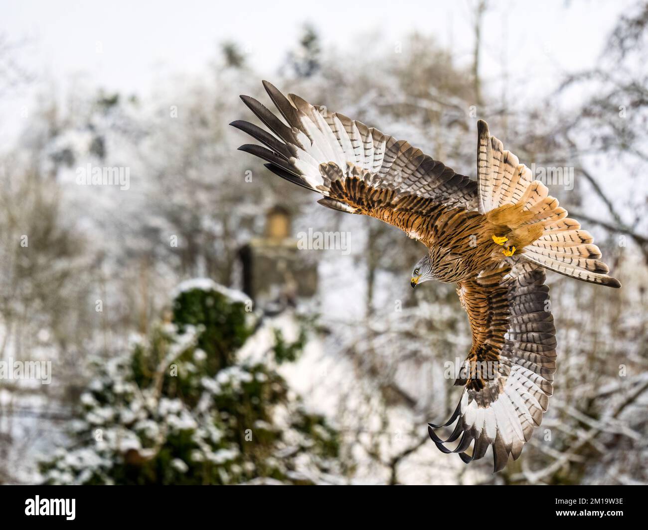 A red kite in winter skies in mid Wales Stock Photo