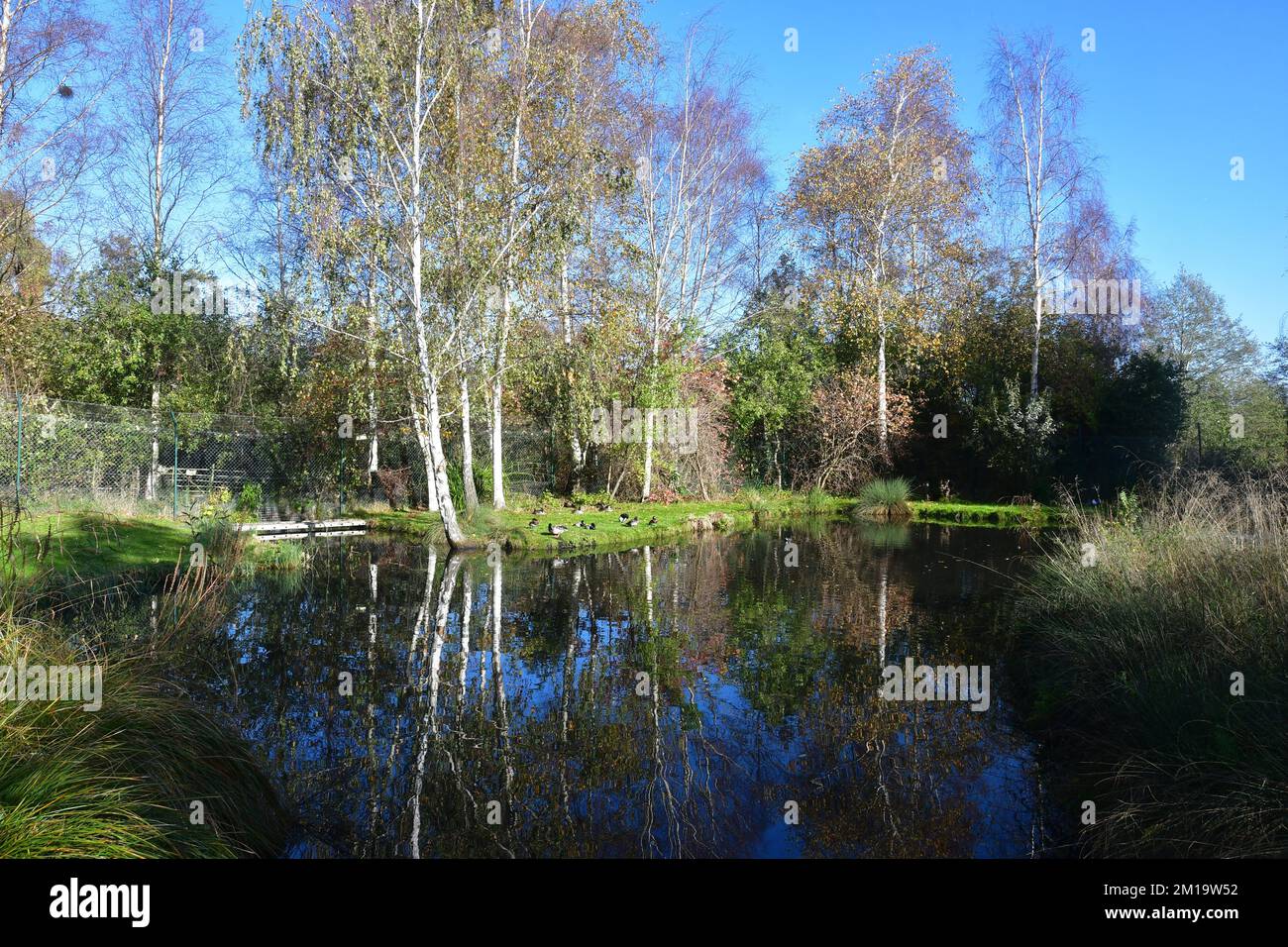 WWT London Wetland Centre, London, UK Stock Photo - Alamy