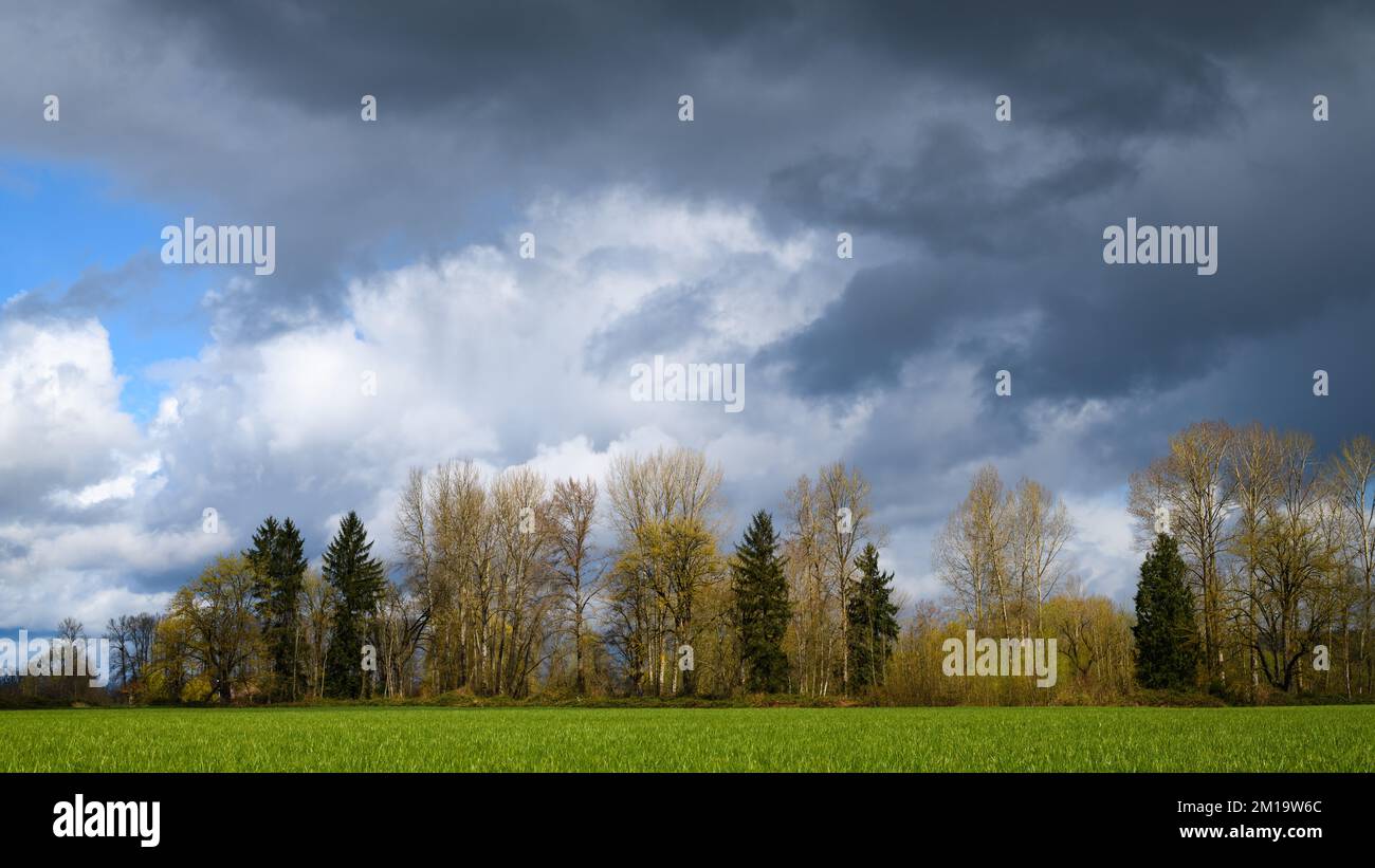 Ominous storm clouds over trees and a green spring farm field Stock Photo