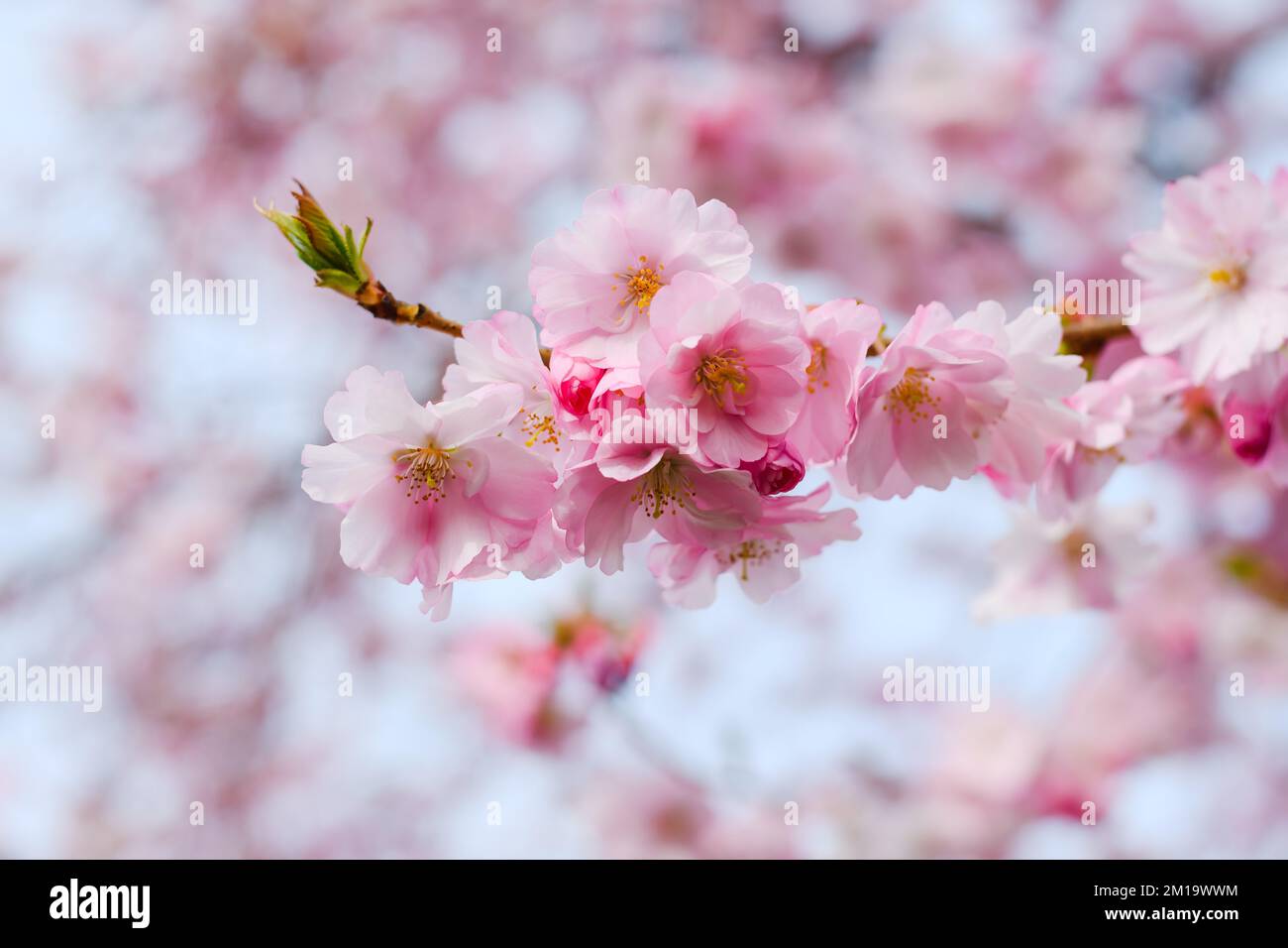 Bunch of pink cherry blossom on a tree in spring suspended against a ...